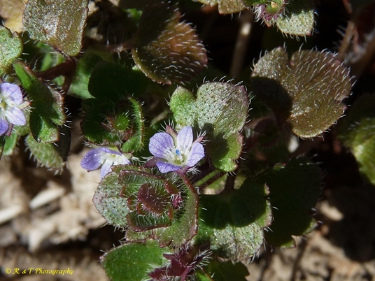{Veronica hederifolia}